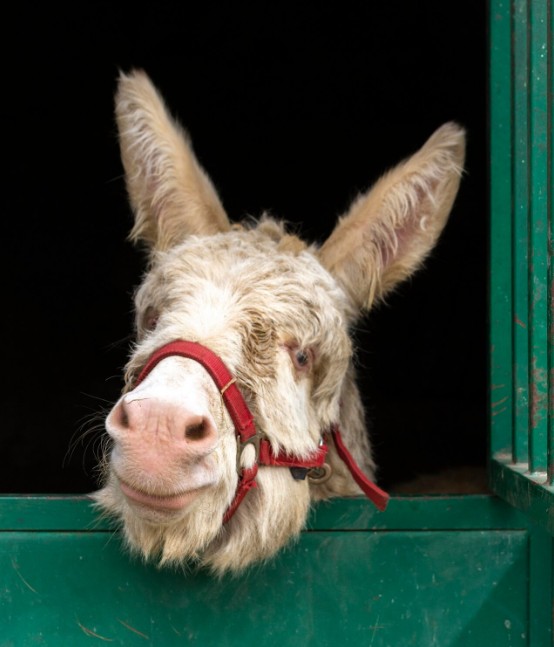 donkey